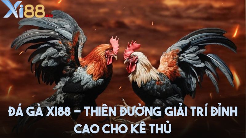 Đá gà Xi88 - Thiên đường giải trí đỉnh cao cho sư kê